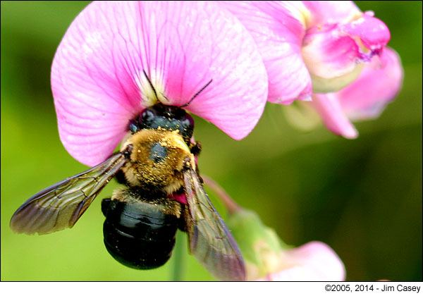 Flight Of The Bumble Bee