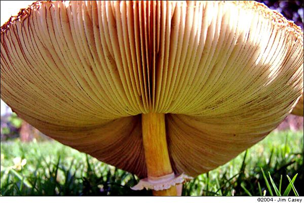 All You Want To Do Is Shroom!